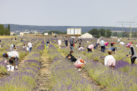 La Fête de la Lavande 2024